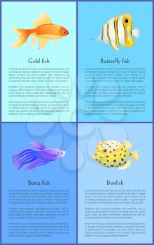 Gold betta and butterfly boxfish fish colorful banners isolated on blue background vector illustration of marine inhabitants with info about spices