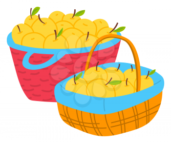 Harvesting apples in wicker basket, yellow fruit with leaves. Agricultural sign, sweet vegetarian product in pottle with handle, seasonal food vector