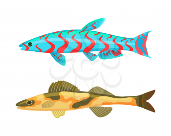Cirrhitops fasciatus fish set. Tropical marine animals without limbs. Cold-blooded type with spots on body. Fauna sea isolated on vector illustration