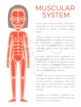 Muscular system of body, poster text sample and woman corpus representing different types of muscles, vector illustration isolated on white background