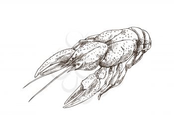 Crayfish monochrome sketch outline. Seafood boiled lobster black and white hand drawn meal. Prepared nutrition dish accompany beer vector illustration