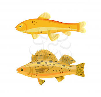 Yellow fish types zebra set. Colorless animals with spots on back and gills. Creature of waters with dorsal fin to swim easier vector illustration