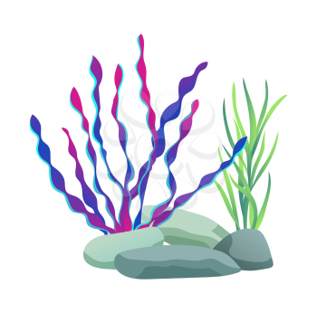 Green and purple seaweed set fixed on bottom with help of grey stones. Decoration of aquariums and water containers isolated on vector illustration