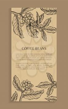 Coffee beans, poster with text sample and headline, plant with leaves and coffee beans sketch banner vector illustration isolated on brown background