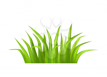 Green grass vector illustration isolated on white. Grass greenery, fresh annual or perennial herb editable element for your design, realistic grasses