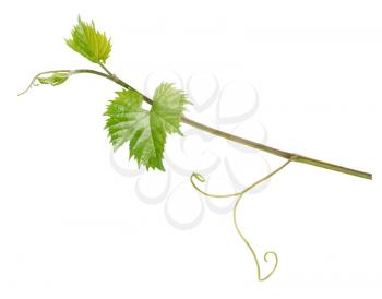 Branch of grape vine isolated on white background