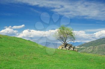 Green Field and the Tree on Hill . picturesque Landscape