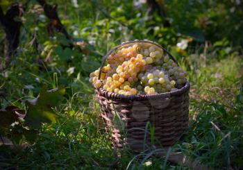 basket full of white grapes lying on the grass in the vineyard