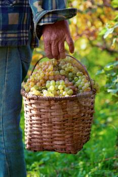  man in the vineyard holds a basket full of grapes