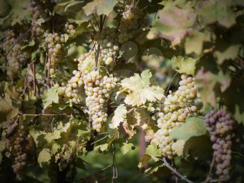 grapes in the vineyard of winemaker. vineyard in autumn