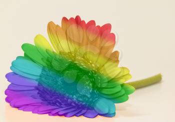 One single gerbera flower in the colors of the rainbow flag