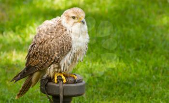 A falcon in captivity