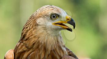 A close-up of a long-legged buzzard