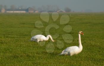Two swans in a green field