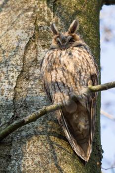 A sleeping long-eared owl in a tree