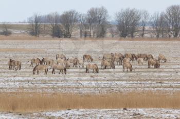 A group of grazing Konik horses