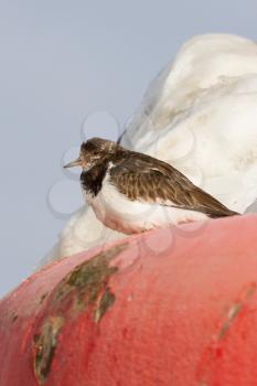 Close-up of a Ruddy Turnstone