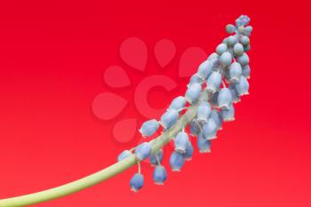 Muscari botryoides flower also known as blue grape hyacinth in closeup over red background