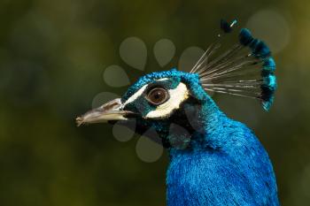 A peacock with sand on its beak