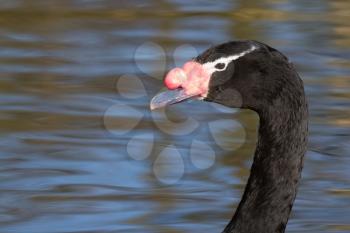 A swan is swimming in a dutch zoo