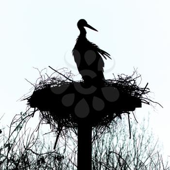 A silouette of a stork on a nest