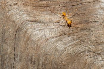 A leaf cutter ant in a dutch zoo