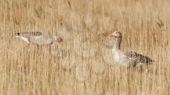 A greylag goose is hiding in the reeds