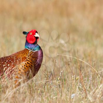 A common Pheasant in it's natural habitat