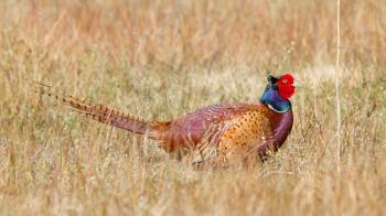 A common Pheasant in it's natural habitat