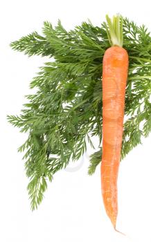 One carrot isolated on a white background