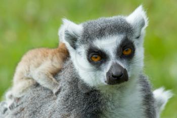 Ring-tailed lemur (Lemur catta) in a dutch zoo