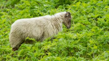 Old sheep in a wild green field