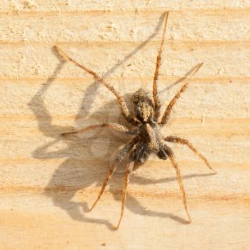 Large spider on a wooden background (Holland)