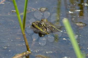 Frog in a pond in spring (Holland)
