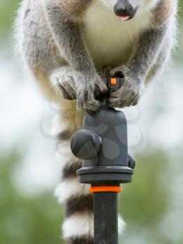 Ring-tailed lemur in captivity, sitting on a photographers tripod