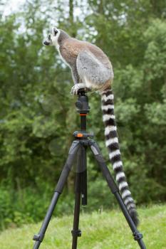 Ring-tailed lemur in captivity, sitting on a photographers tripod