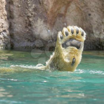 Close-up of a polarbear (icebear) in capticity (Holland)