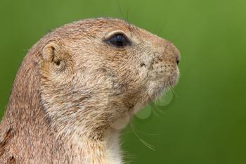 Close-up of a cute prairie dog(Holland)