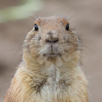 Close-up of a cute prairie dog(Holland)