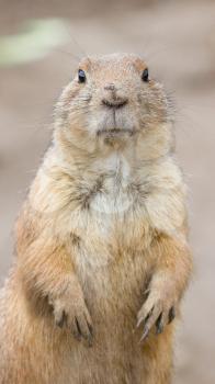 Close-up of a cute prairie dog(Holland)