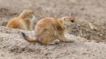 Close-up of a cute prairie dog(Holland)