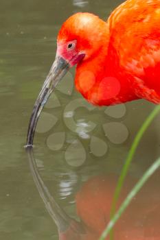 Young Scarlet Ibis, Eudocimus ruber wading though the water