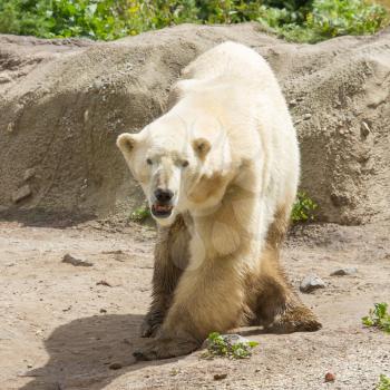 Close-up of a polarbear (icebear) in capticity (Holland)