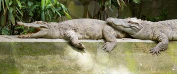 Crocodiles resting in the sun (zoo Saigon, Vietnam)