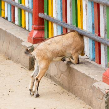 Brown goat looking through a colorful fence