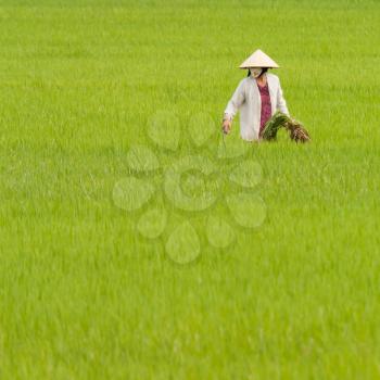 Farmer working on a ricefield in Vietnam