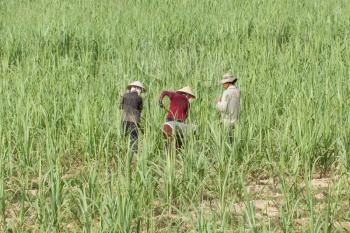 Four farmers in a field working their crops, Vietnam