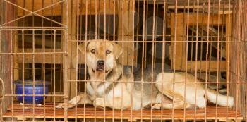 Dog in a cage in Vietnam. In Vietnam dogs are often used for consumption.