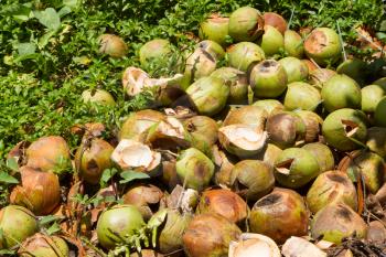 Pile of discarded coconut husks in Vietnam