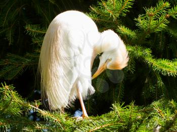 Bubulcus ibis, cattle egret, in a tree (Holland)